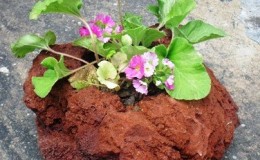 Flower-Rocks 06